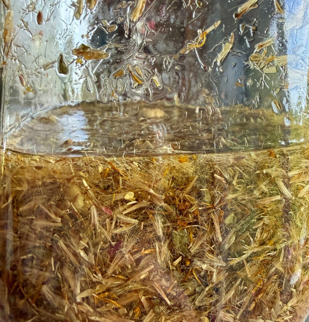 clear jar holding dried arnica flowers infusing in oil