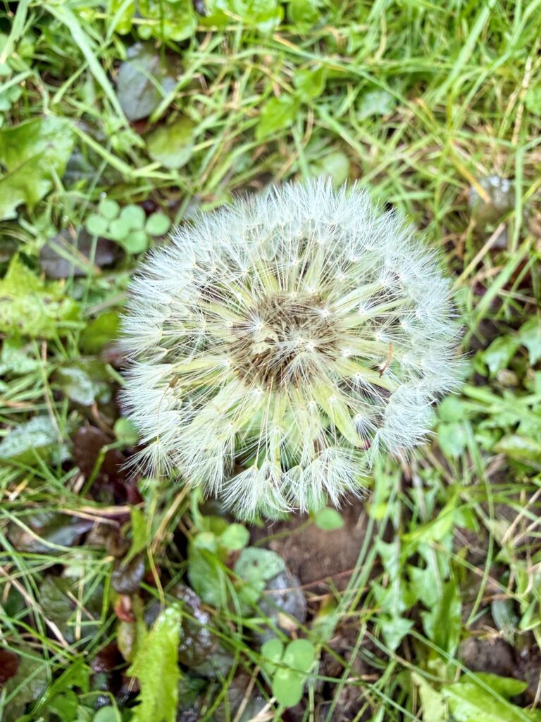 close-up of dandelion bloom
