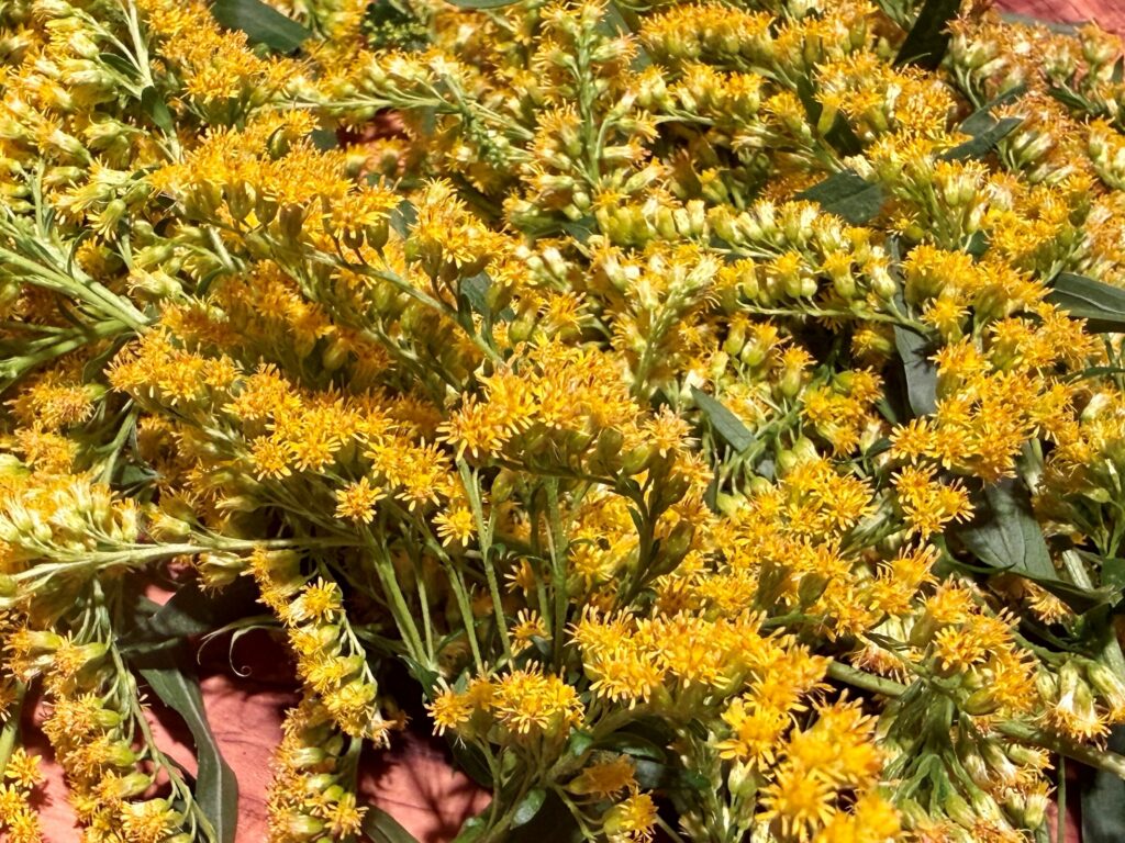 close-up of goldenrod flowering aerial tops