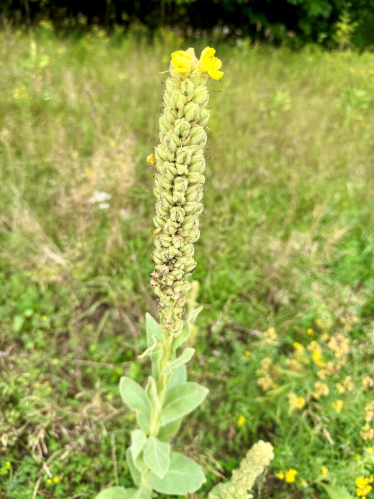 close-up of blooming mullein