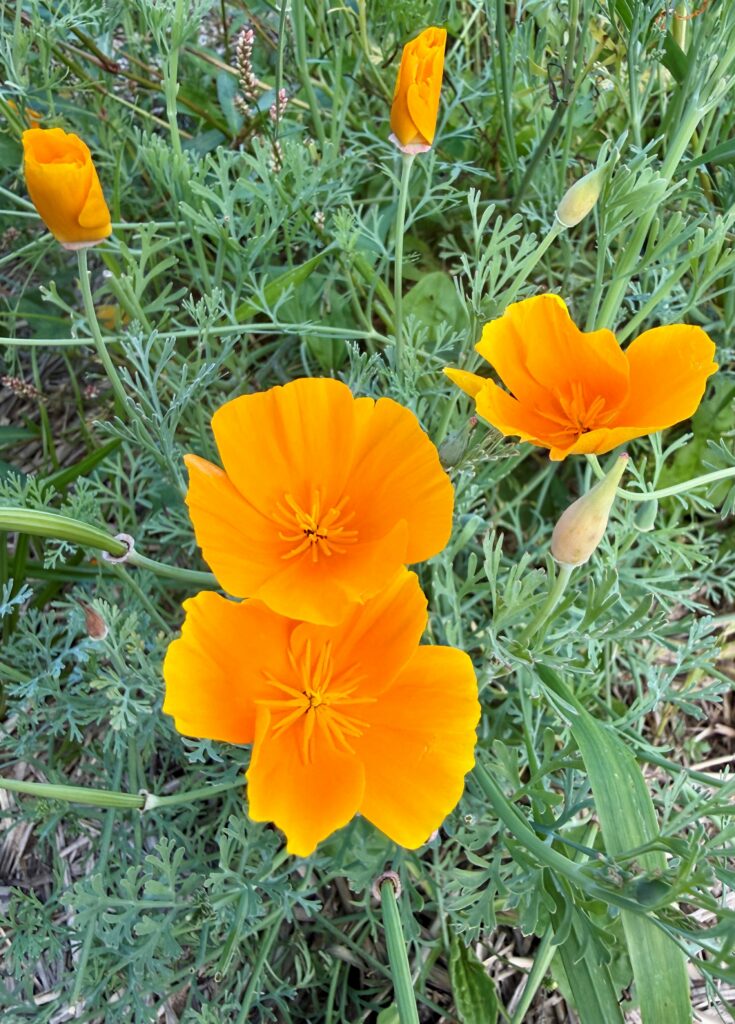 close-up of blooming orange California poppy plant