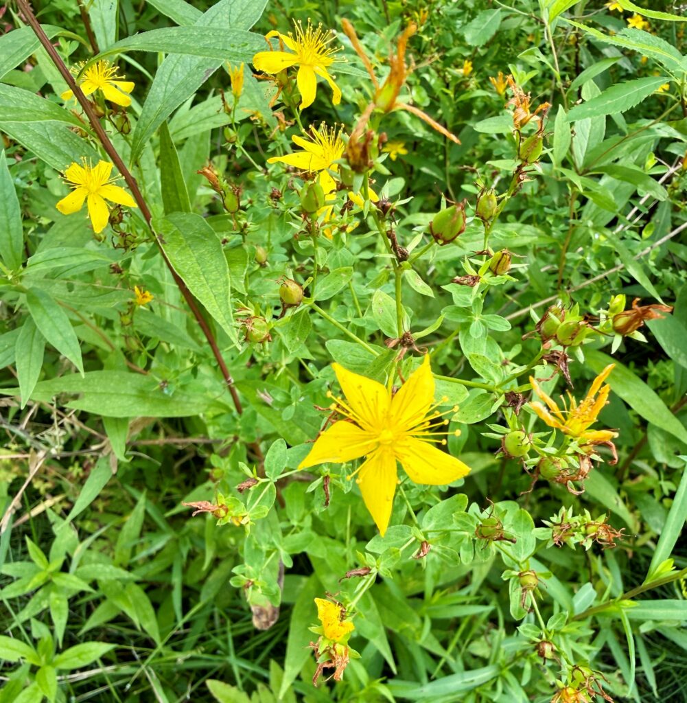 close-up of blooming St. John's Wort plant