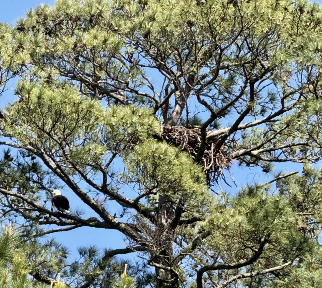 Eagle sitting high in a loblolly pine near its aerie, or nest.