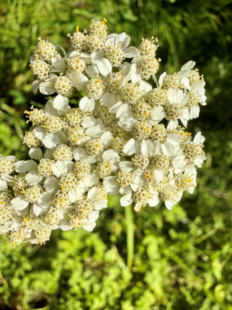 close-up of blooming yarrow